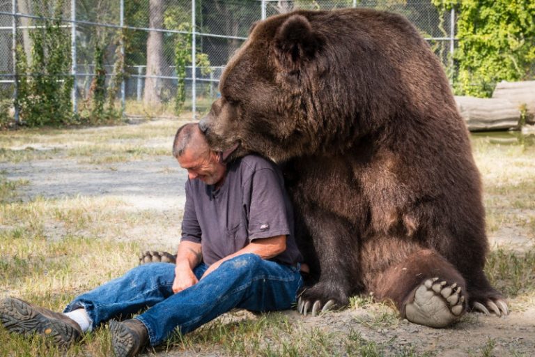 bear