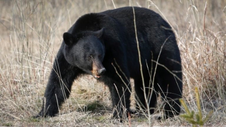 blackbear